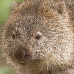 Wombat