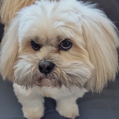 Abugo