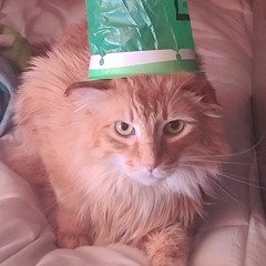 Captain Nose