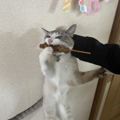 たいが