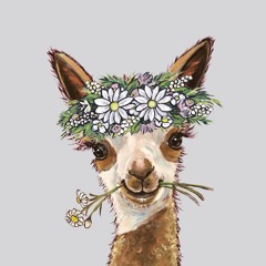 Alpaca