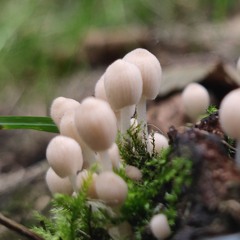 Letter J. Vier. Één.