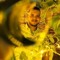 Mohamed Abo ElDahab