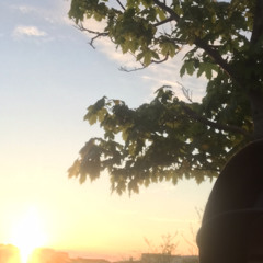 Solen