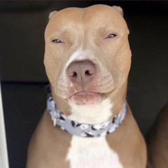 Lightskin Dog