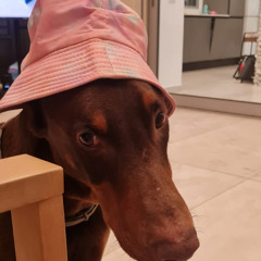 Peled_עזבת_ת_בית.mp3