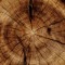 Secundum (49)