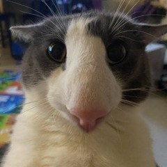 nekoooooo