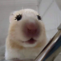 Pico