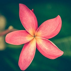 والطور