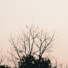 Little bird