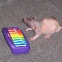 i like rats