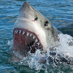 General Shark