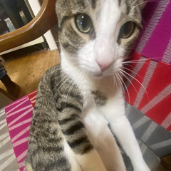 zozi