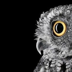 Ноён Шар Шувуу