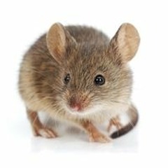 not a mouse on the street