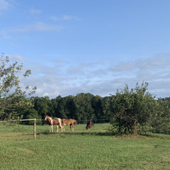 "The Jones Ferry Work Tapes"