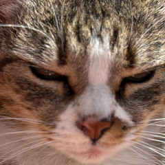 Rotterdam a.k.a.  Zenit Ali.