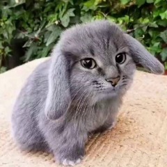 swyy’,’,’, WYSU???