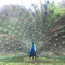 Peacock Princess