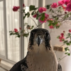 MA