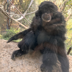 monkeys