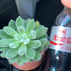 𝕯 ⋆ ˚｡⋆୨୧˚