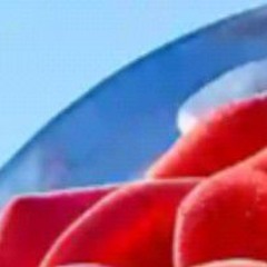 RED or BLUE