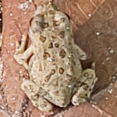 Frogz Lillipad