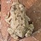 Frogz Lillipad