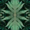 euphoricaspects