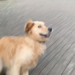 RuffHaus