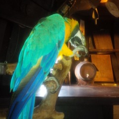 MC Haze - High Flyers