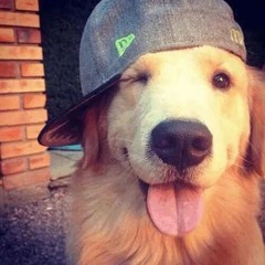 Dale Digger