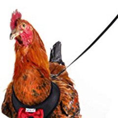 Chhickken