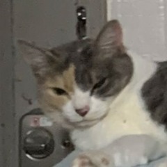 ニュープロダクトショップ TOCC