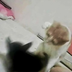 Kitto/Disco