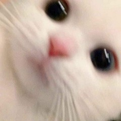 고양아 멍멍해봐