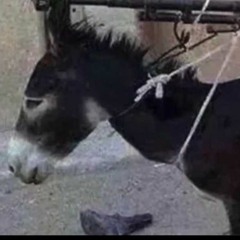 Donkey with a Machine gun