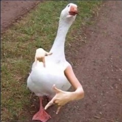 Gangsta Duck