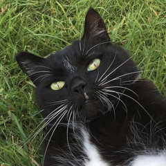 powell cat