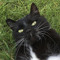 powell cat