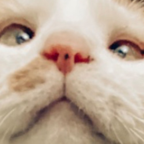 Your Local Cat’s avatar