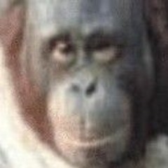 snappingturtle_lemur