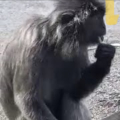 Monkey Banana