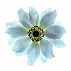 JanSchmidt