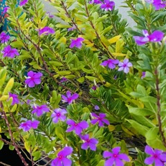 Sumaiya Johora Islam