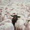 sablemutton