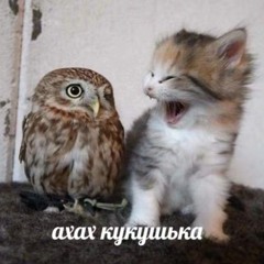qq