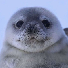 にこ♥